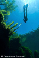   Yukatan cenotes snorkeling  